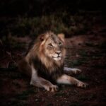 photo of lion lying on ground