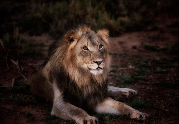 photo of lion lying on ground