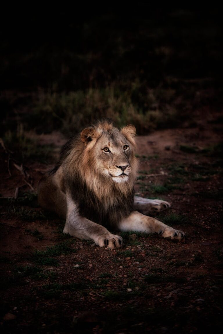 photo of lion lying on ground